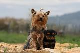 YORKSHIRE TERRIER 616